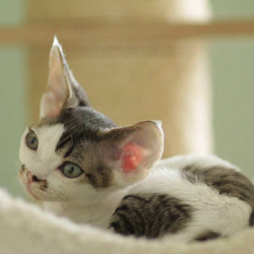 Ophelia Devon Rex female, black spotted tabby bicolour