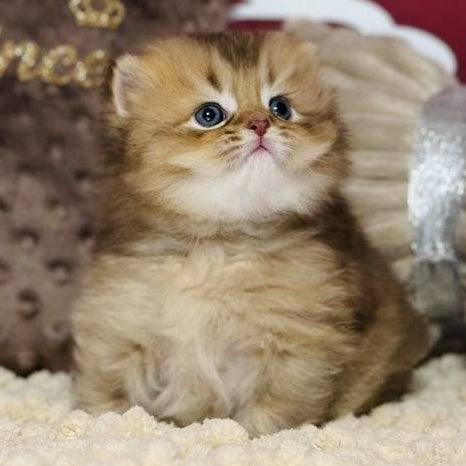 Happy Scottish Straight male, chocolate ticked tabby