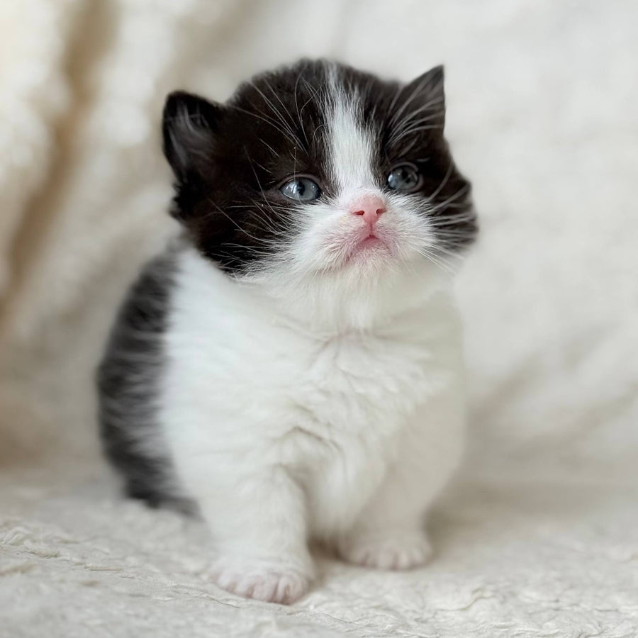 Morgan Munchkin male, black bicolour