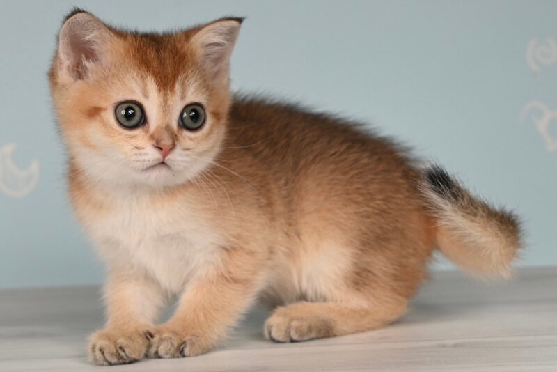 Cassiopeia Scottish Straight female, black golden ticked tabby