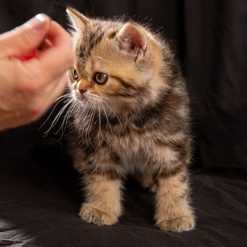 Naomie Scottish Straight male black tortie tabby - live animals