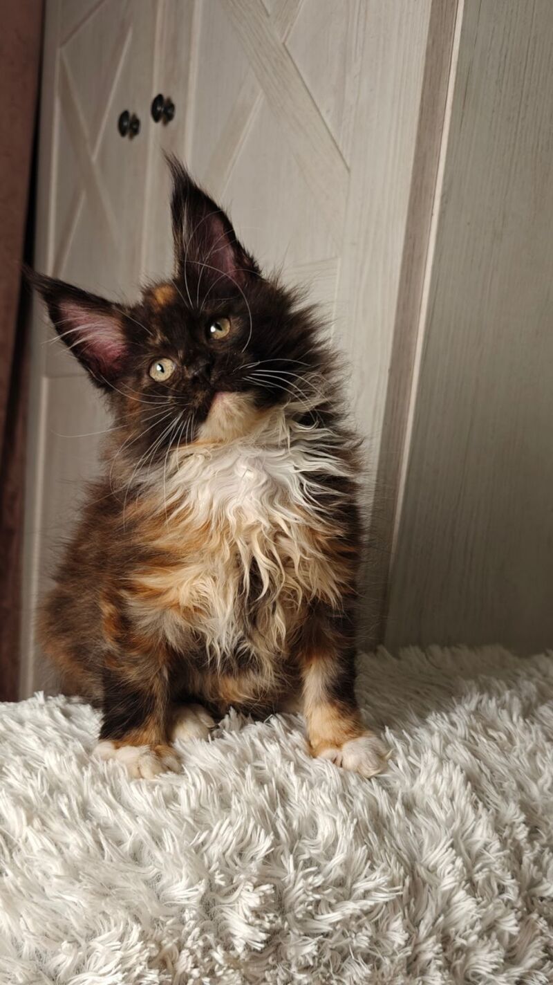 Rivera Maine Coon female black tortie bicolour live animals