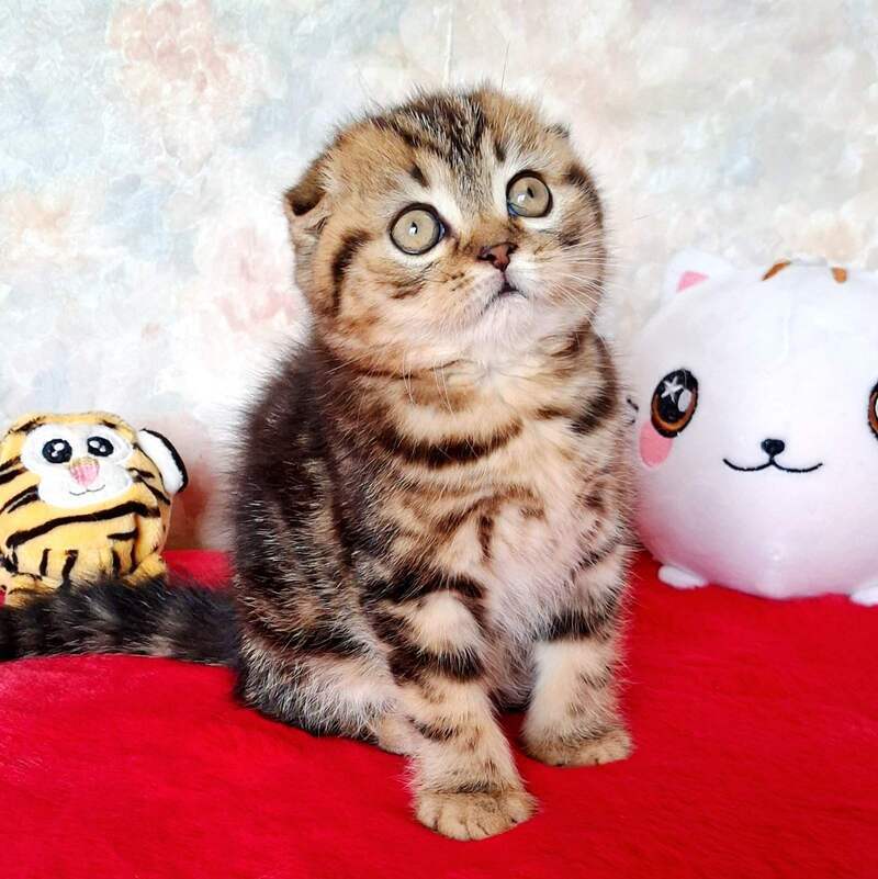Shakira Scottish Fold female, black tabby