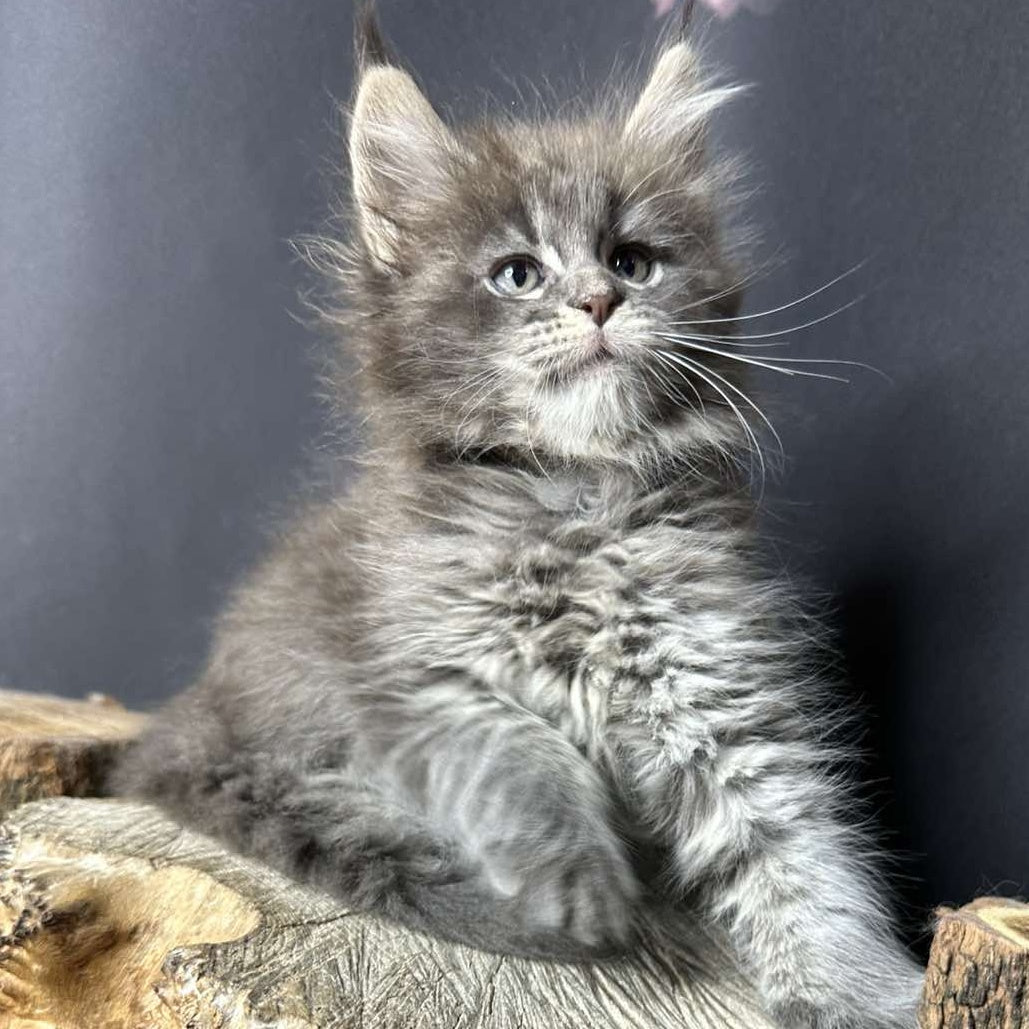 Sony Maine Coon female, blue silver ticked tabby