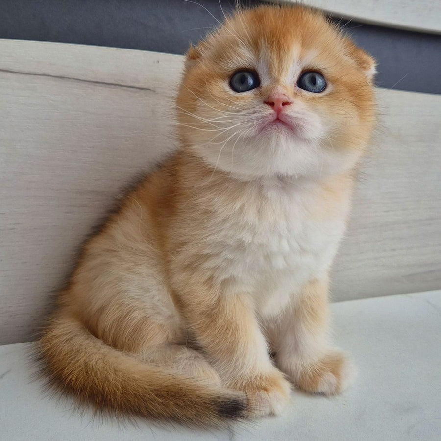Billy Scottish Fold male, black golden chinchilla