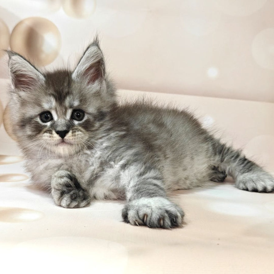 Alexander Maine Coon polydactyl 6x6x6x6 male, black silver ticked tabby