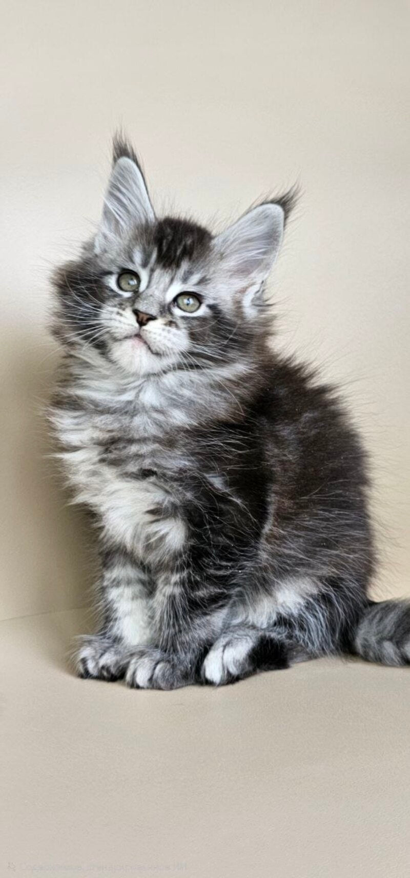 Edward Maine Coon male, black silver ticked tabby