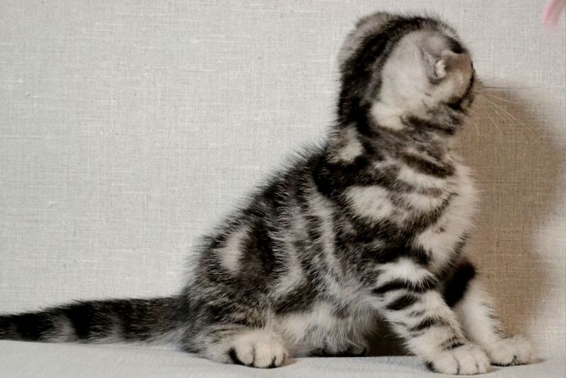 Sonya Scottish Fold female black silver tabby - live animals