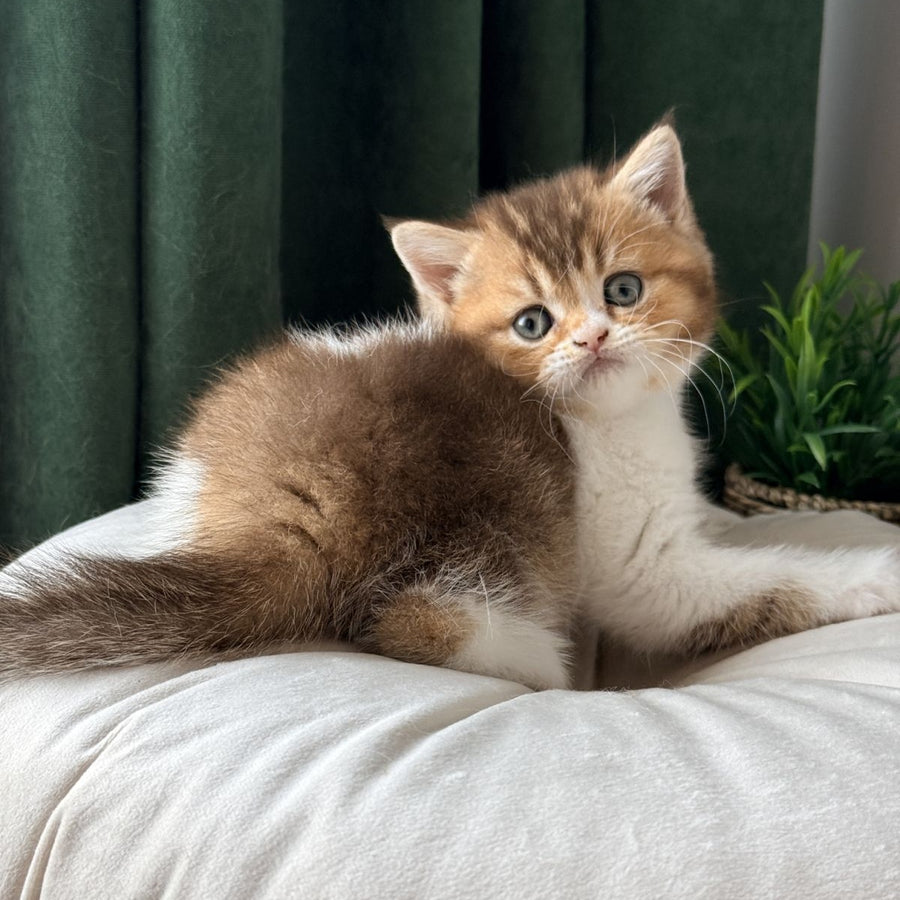 Brandon British Shorthair male, chocolate ticked tabby bicolour