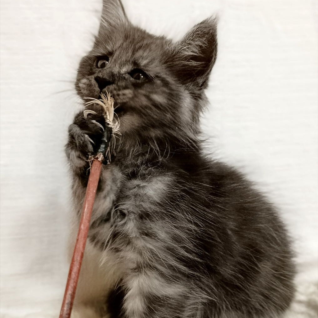 Forensic Maine Coon male, black silver