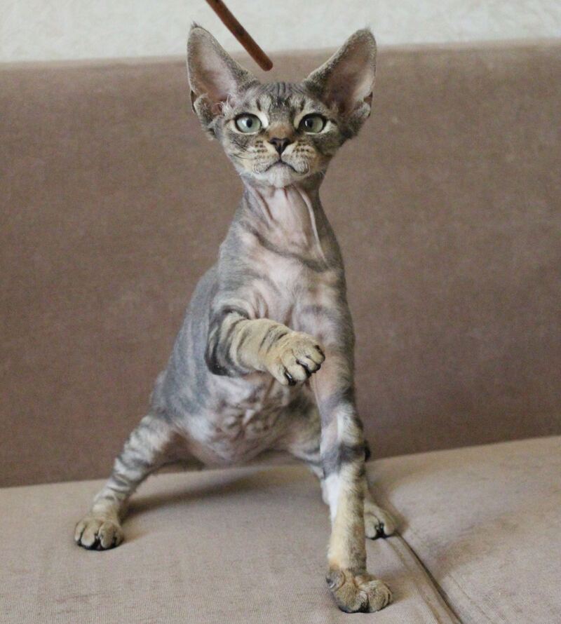 Sheron Devon Rex female, black tabby