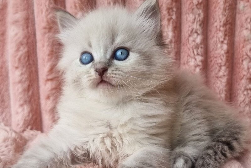 Zahar Siberian male blue tabby pointed - live animals