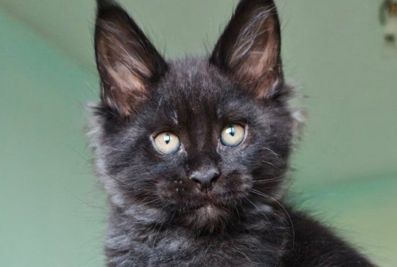 Genry Maine Coon male, black
