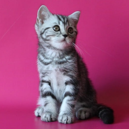Solomiya Scottish Straight female, black silver tabby