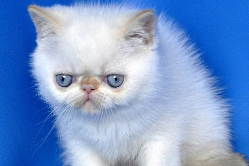 Topaz Exotic male red tabby pointed - live animals