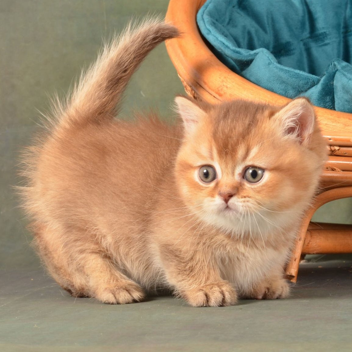 Quentin Munchkin male, chocolate ticked tabby