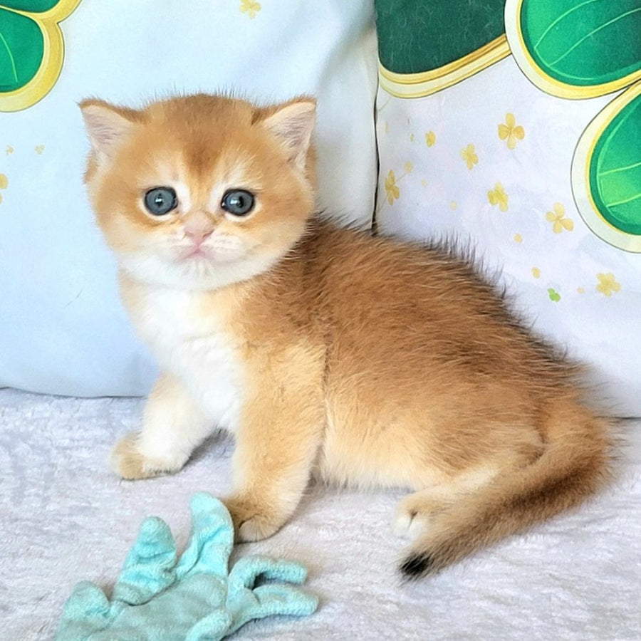 Yanek British Shorthair male, black golden chinchilla