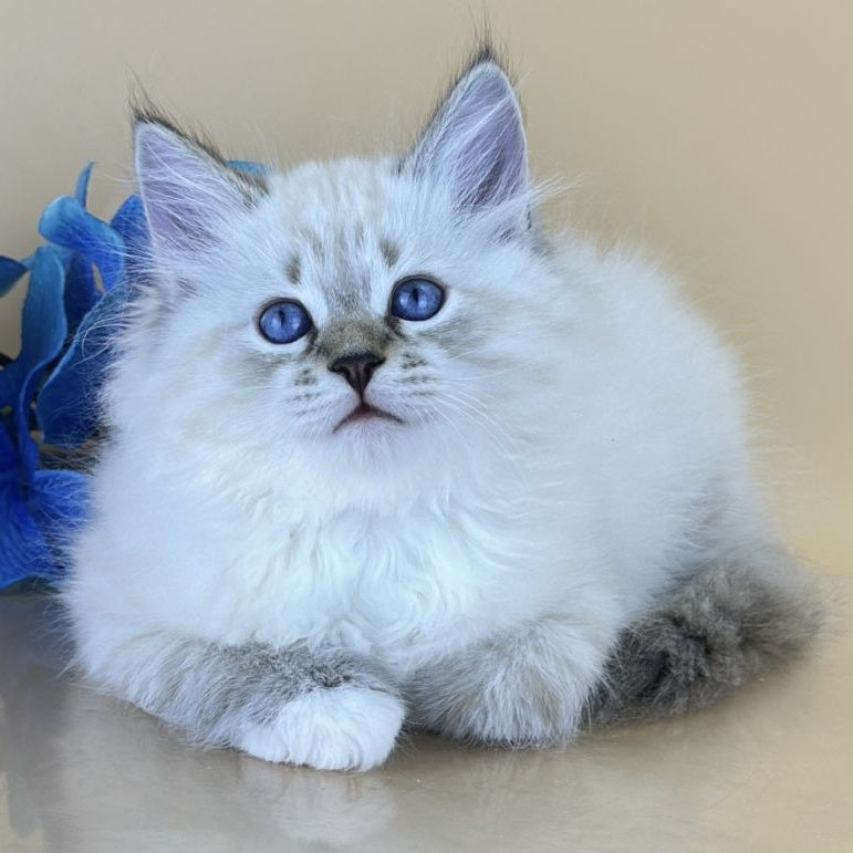 Arctic Siberian male, seal tabby pointed with white