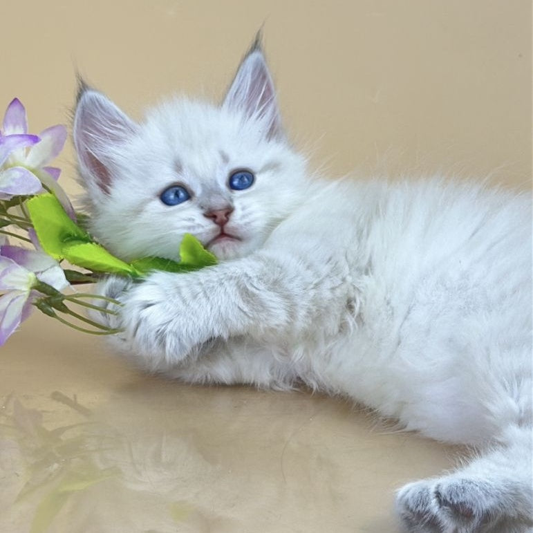 Yuki Siberian female, blue tabby pointed
