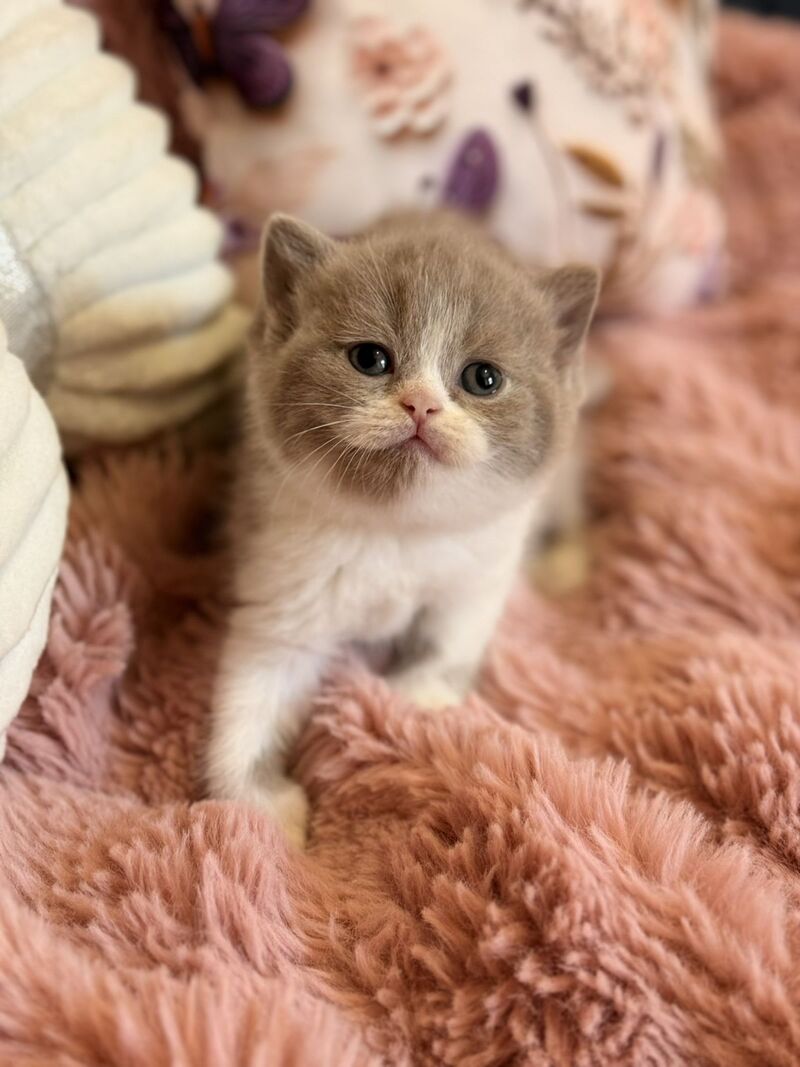 Pamela Scottish Straight female, lilac bicolour