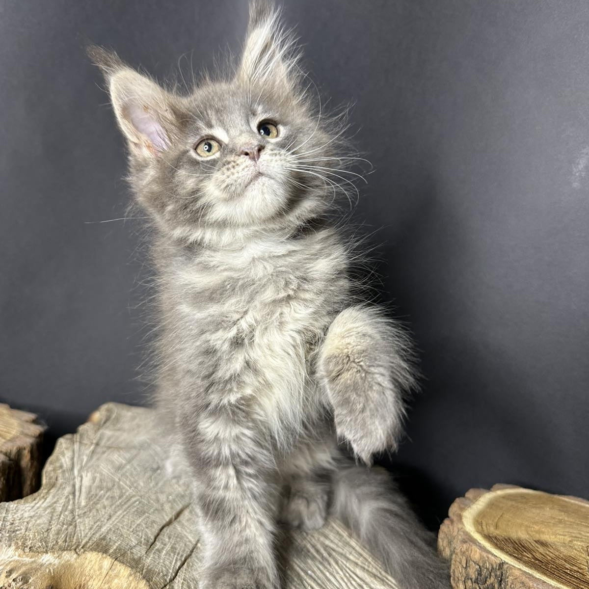 Piper Maine Coon female, blue tabby
