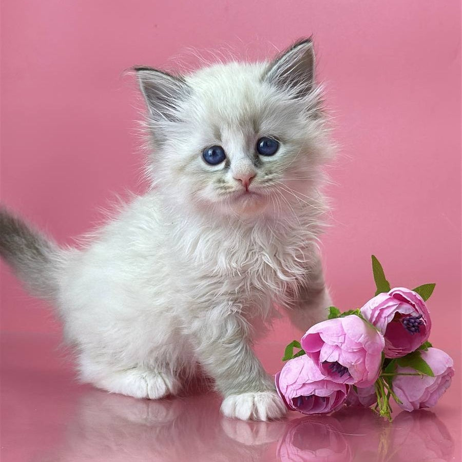 Aurelia Siberian female, seal tabby pointed