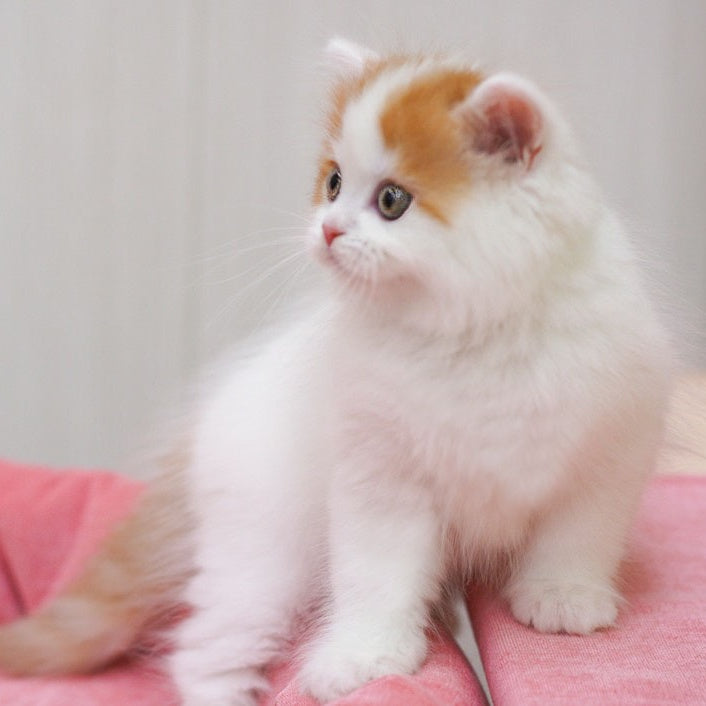 Vjick Scottish Straight male, red tabby van