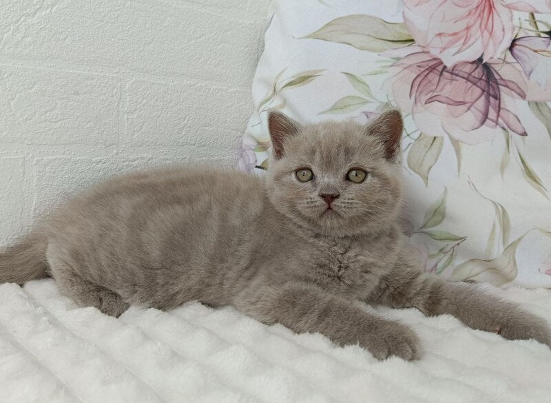 Vanessa Scottish Straight female lilac - live animals