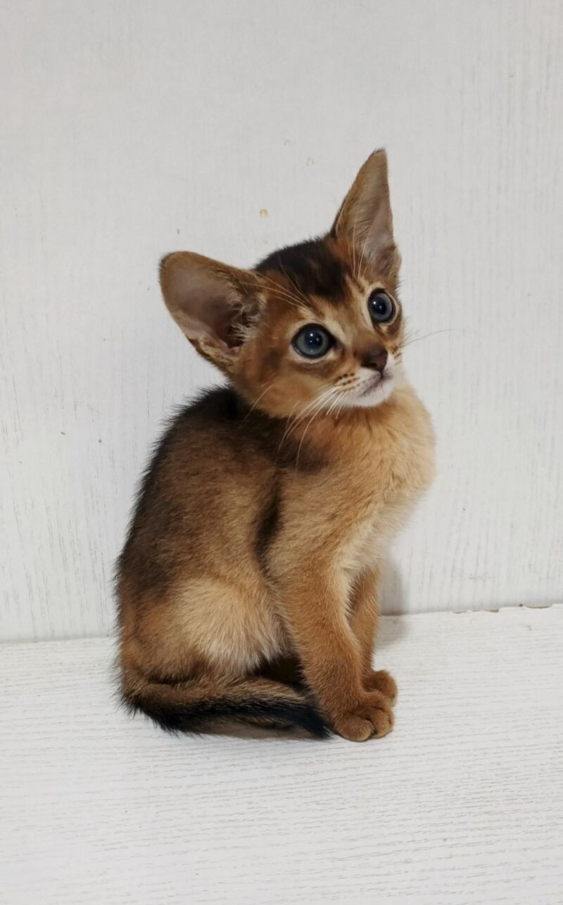 Franklin Abyssinian male, ruddy