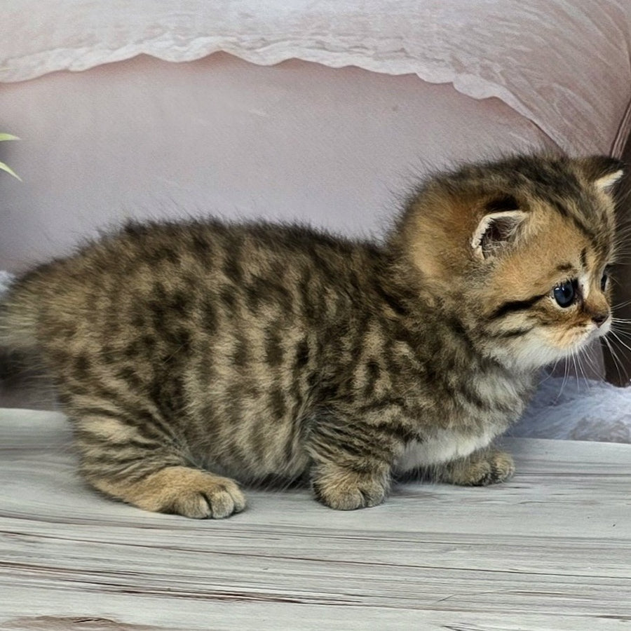 Sherry Munchkin male, black golden spotted tabby