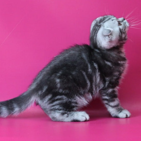 Sofi Scottish Fold female, black silver tabby