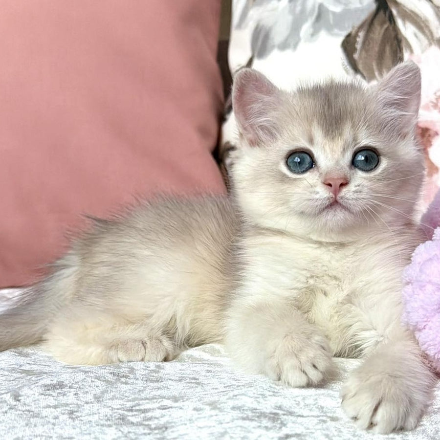 Milla British Shorthair female, blue golden chinchilla