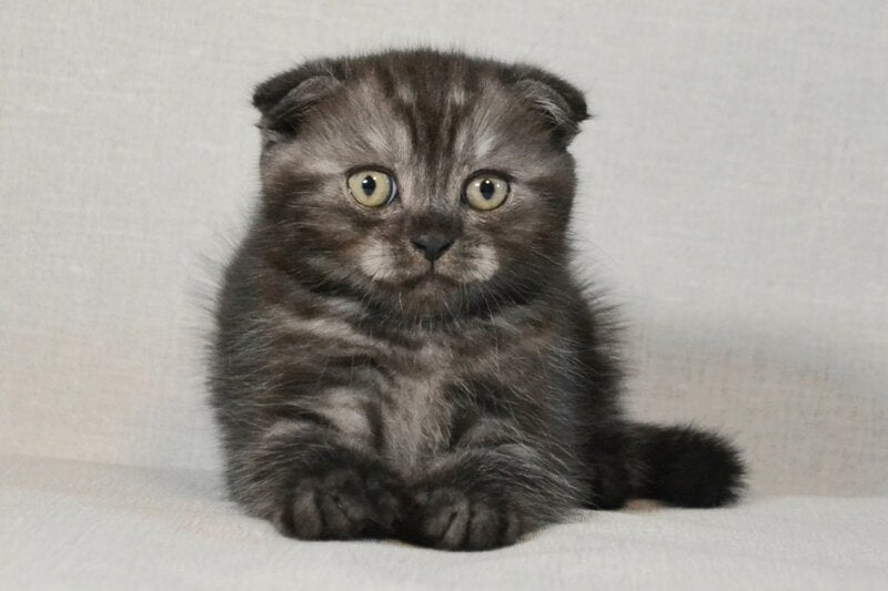 Simba Scottish Fold male black silver - live animals