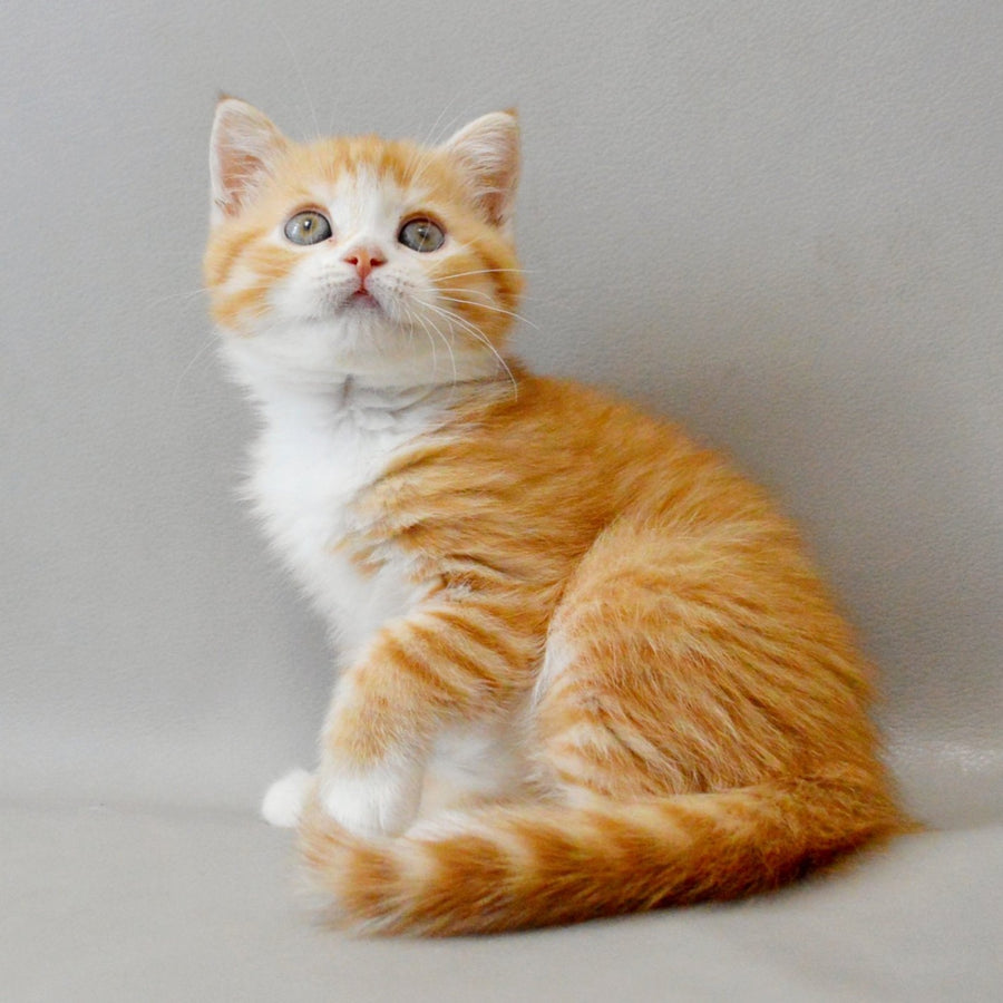Wilma Scottish Straight female, red spotted tabby bicolour
