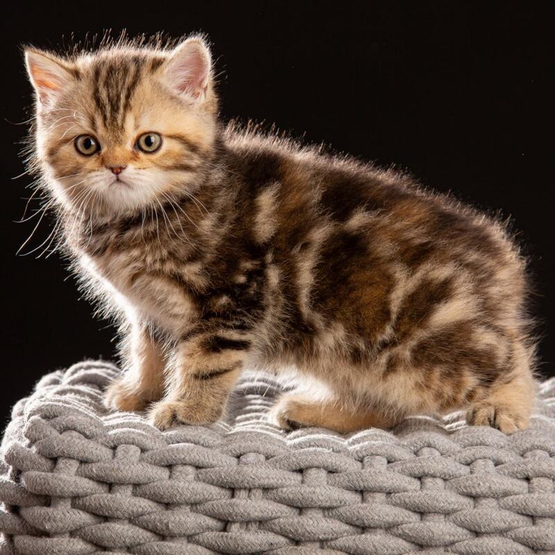 Naomie Scottish Straight male black tortie tabby - live animals