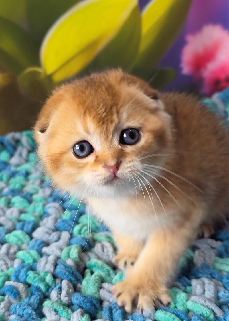 Dushes Scottish Fold male black golden shaded - live animals