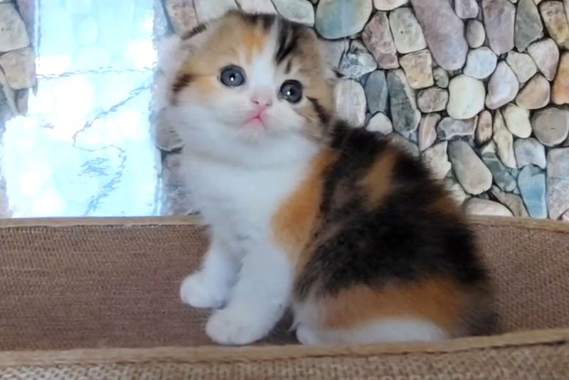 Regina Scottish Fold female black tortie ticked tabby bicolour - live animals