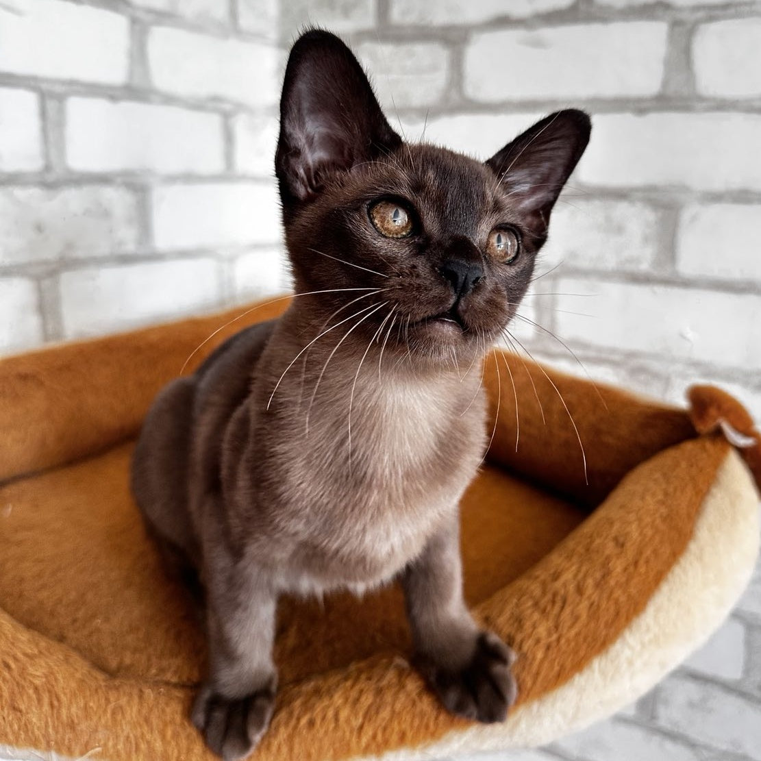 Uma Burmese female, black