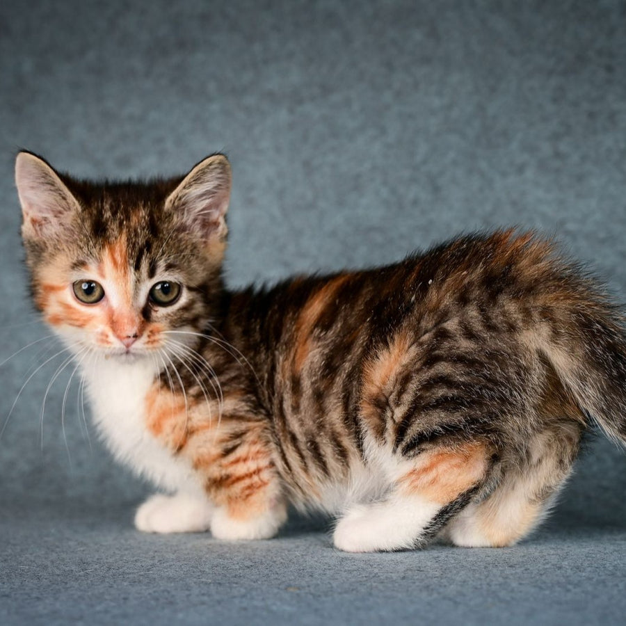 Kamilla Munchkin female, black tortie spotted tabby bicolour