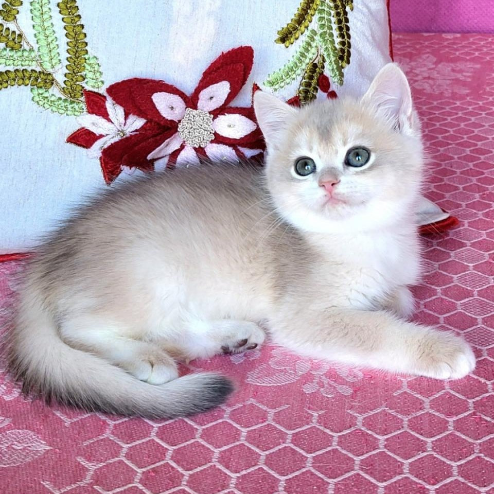 Adel British Shorthair female, blue golden chinchilla