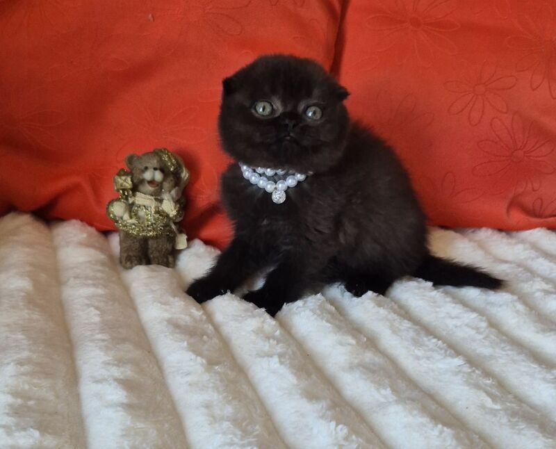 Koko Scottish Fold female chocolate - live animals
