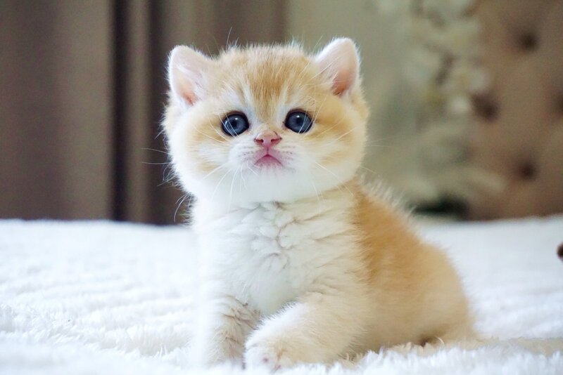Den British Shorthair male, black golden chinchilla