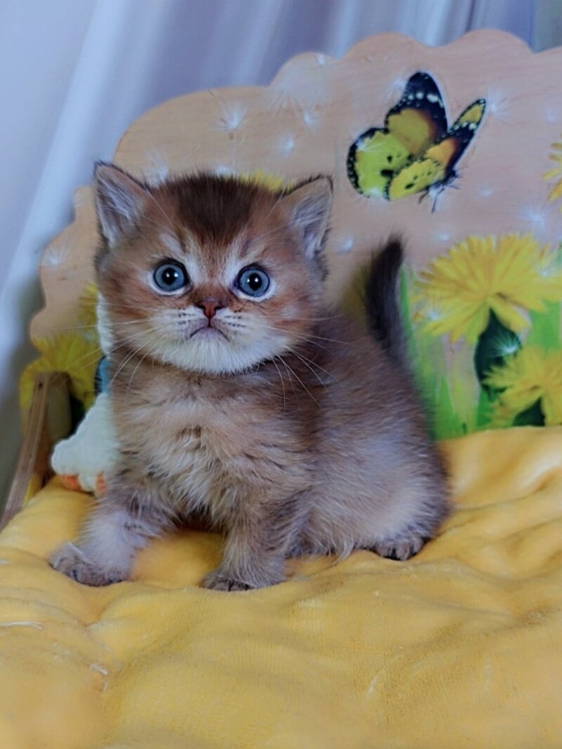 Orion Scottish Straight male, chocolate golden ticked tabby