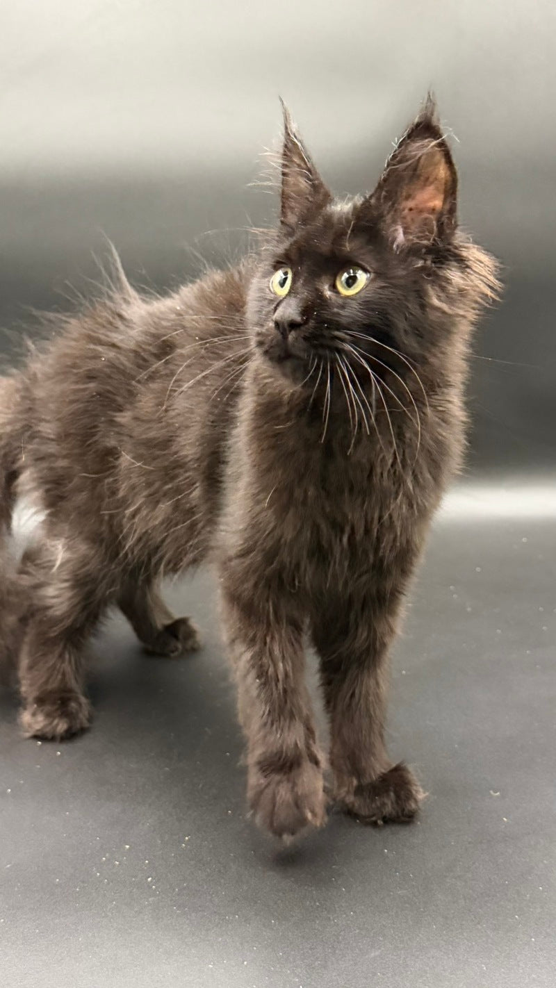 Wanda Maine Coon female, black