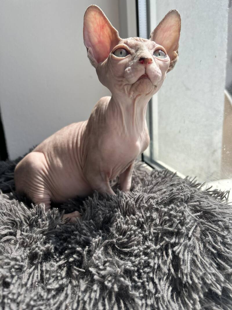 Sima Canadian Sphynx female, blue