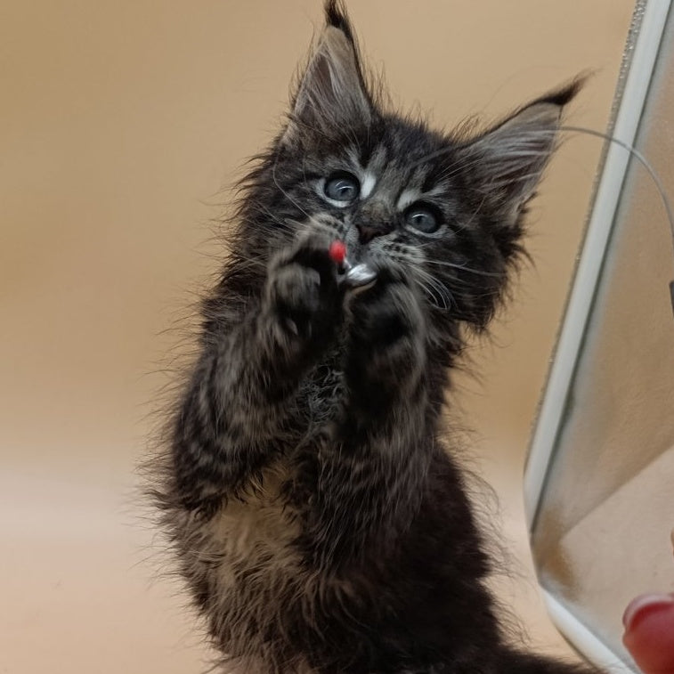 Orion Maine Coon male, black silver tabby