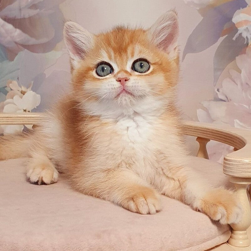 Winston British Shorthair male, black golden chinchilla