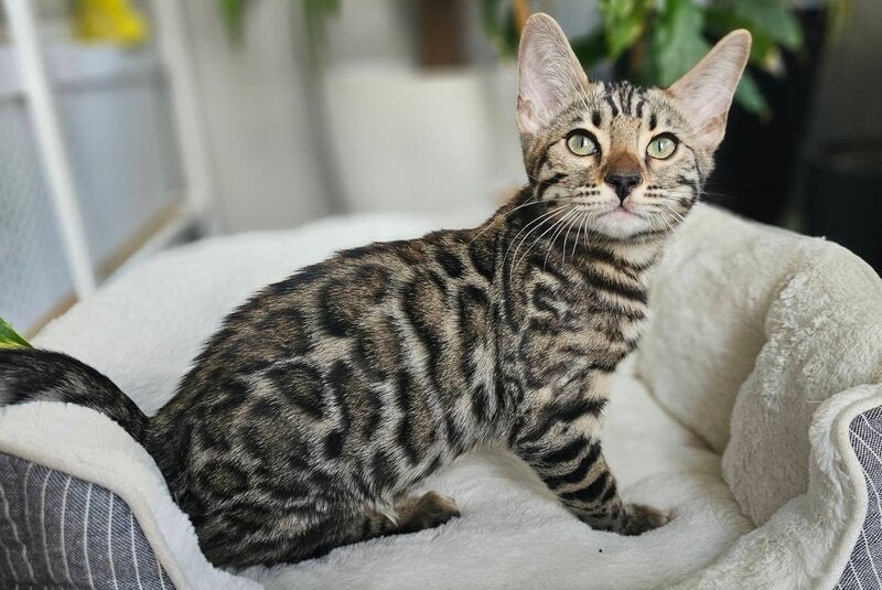 Kent Bengal male, black spotted tabby