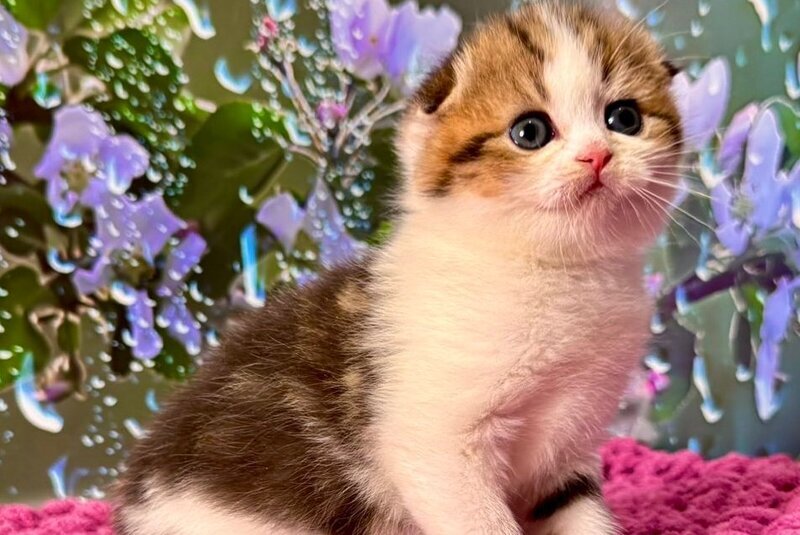 Fiona Scottish Fold female black tabby bicolour - live animals
