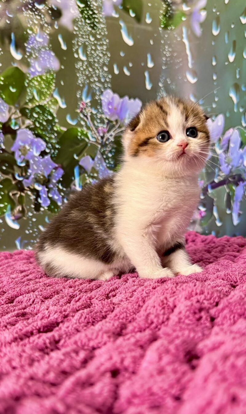 Fiona Scottish Fold female black tabby bicolour - live animals